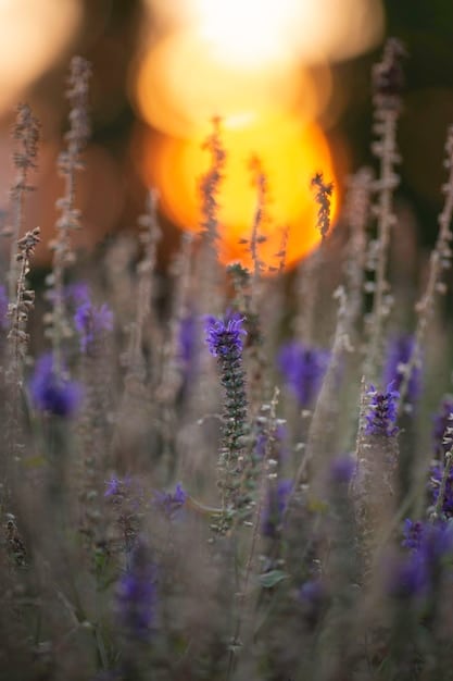 A close-up shot of lavender flowers in a field, softly lit by the setting sun, emphasizing their calming violet hues and natural beauty.